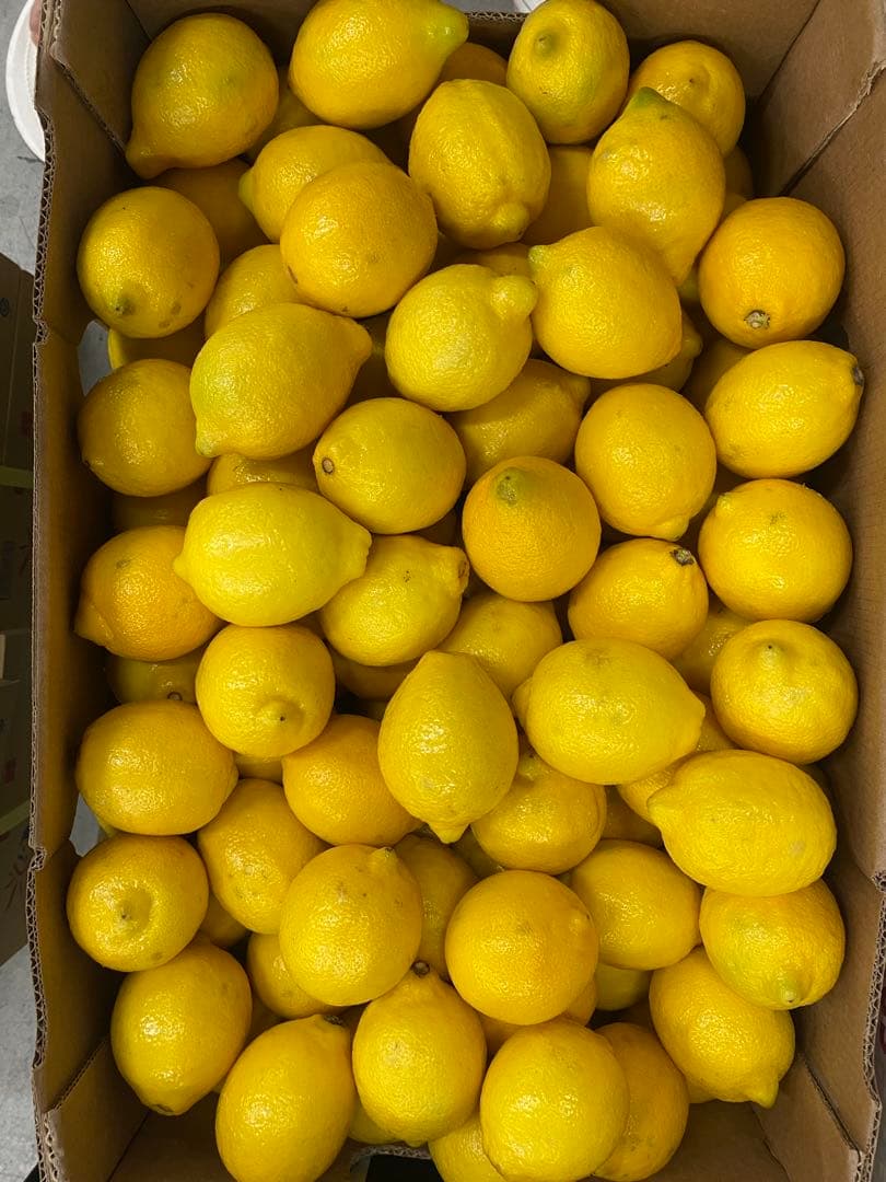 新物レモン　18キロ カリフォルニア産　お値打ち　正規品
