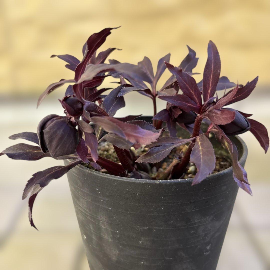 まい　ブラックマジック整形広瀬園芸　クリスマスローズ　開花株　匿名発送