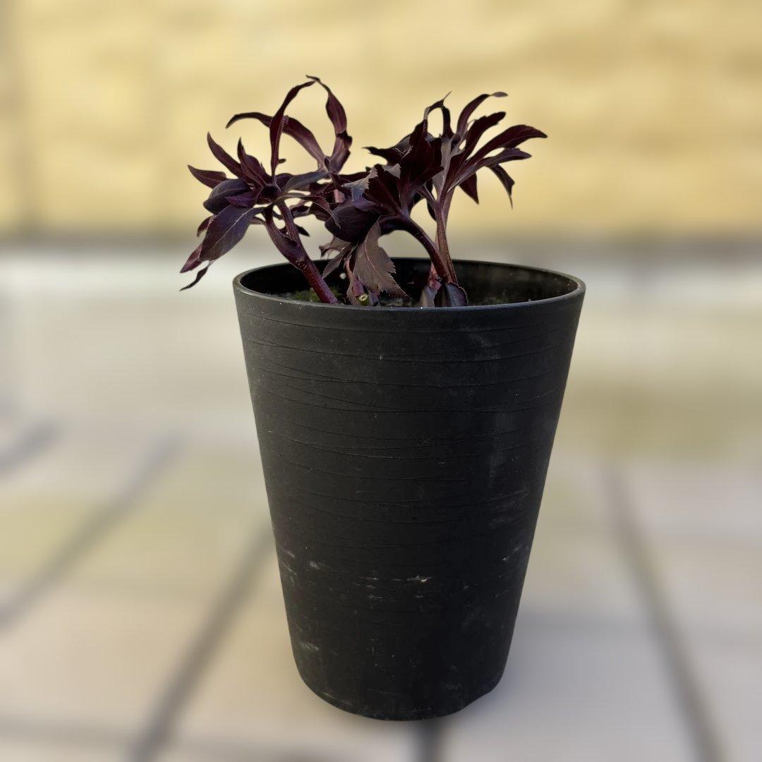 まい　ブラックマジック整形広瀬園芸　クリスマスローズ　開花株　匿名発送