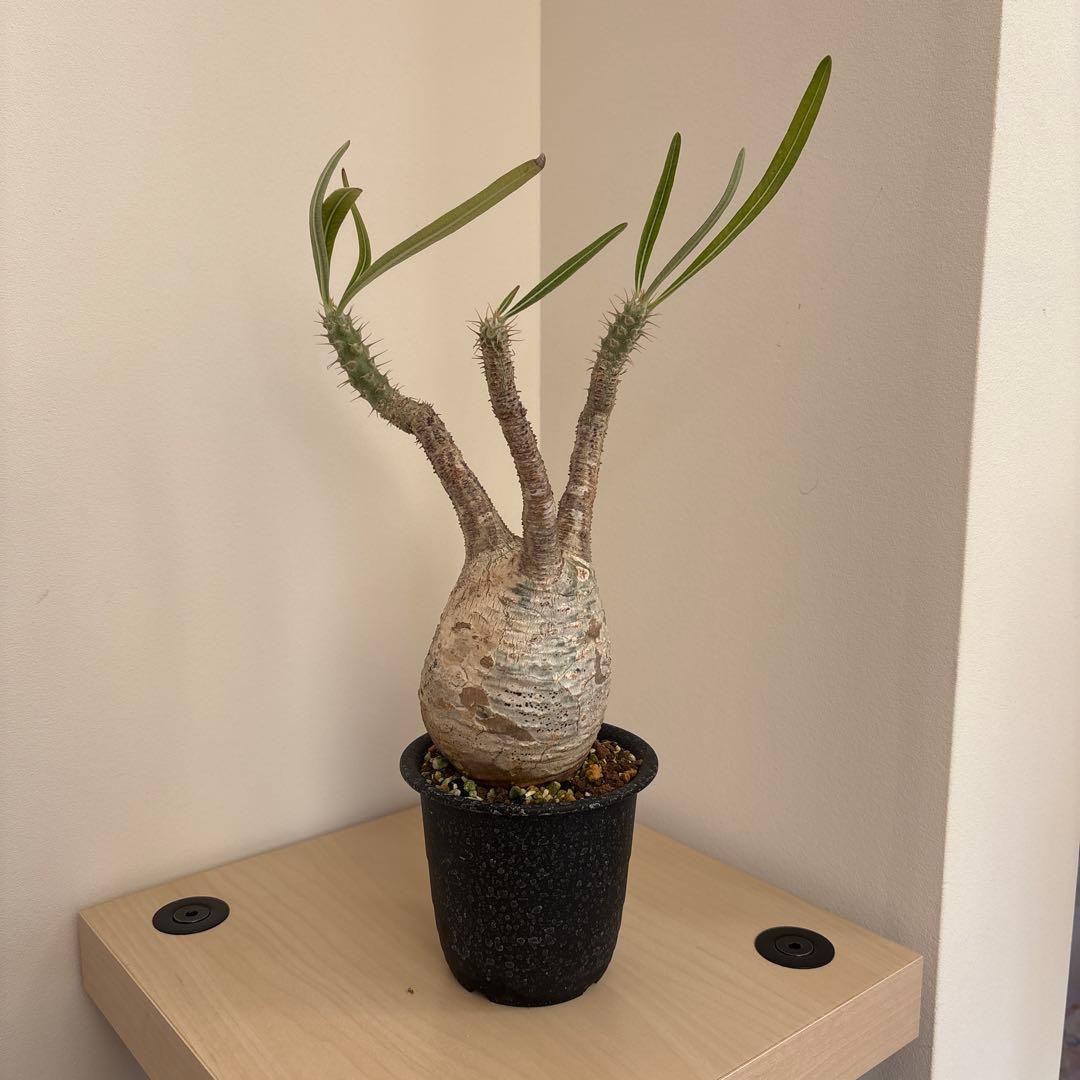 ［最終お値下げ］グラキリス　現地球　発根済み