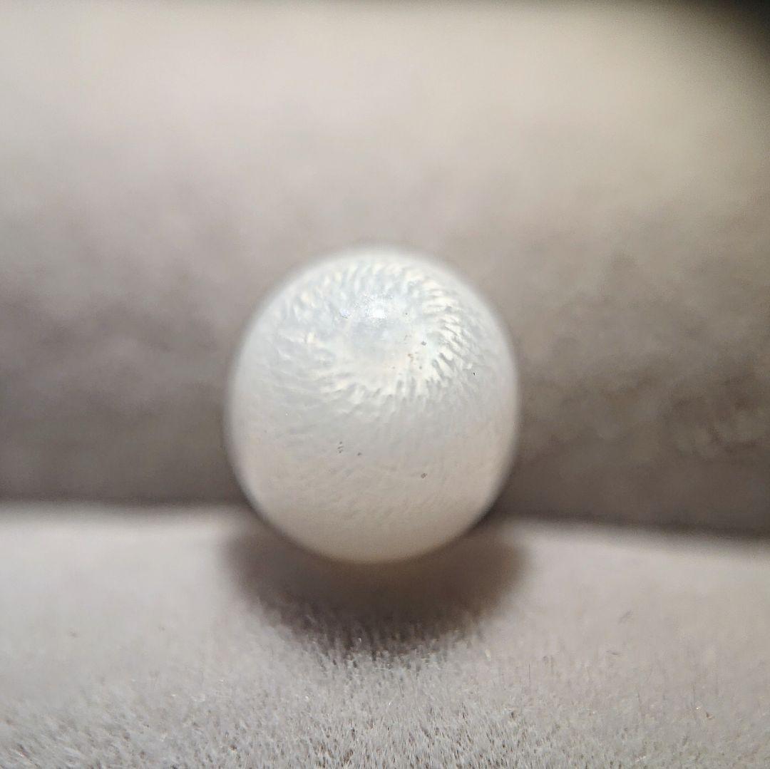 天然クラムパール／トリダクナパール（約1.9ct）