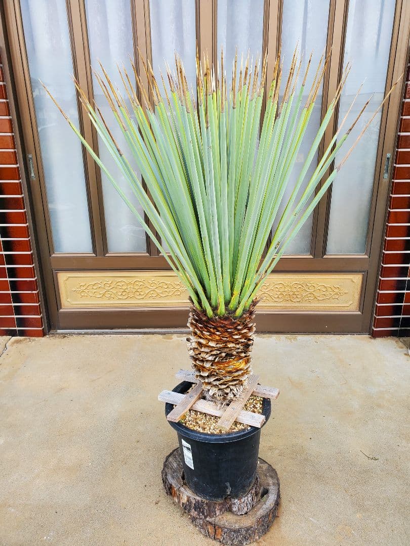 ユッカ　マルデヌベス　ver.リギダ②