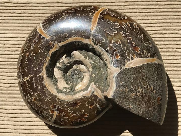 マダガスカル産　縫合線の浮き出るアンモナイト化石（プゾシア）大サイズ　稀少