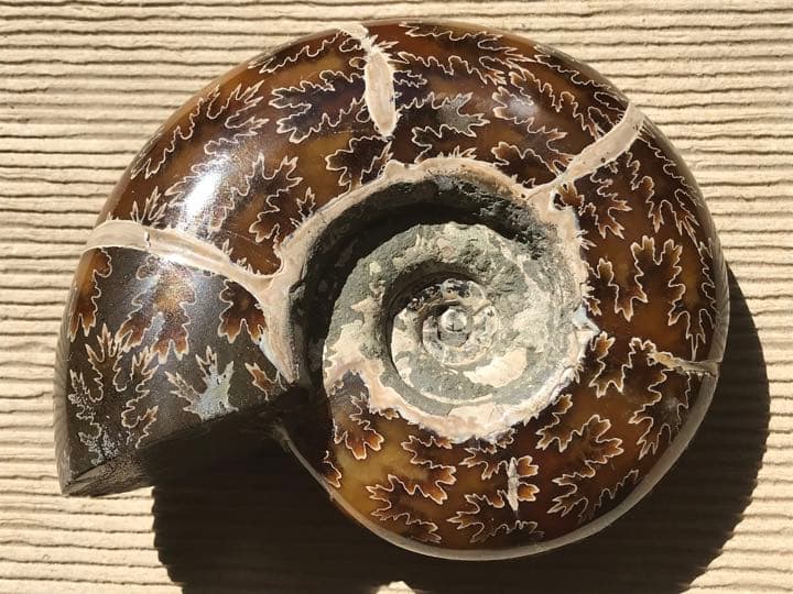 マダガスカル産　縫合線の浮き出るアンモナイト化石（プゾシア）大サイズ　稀少