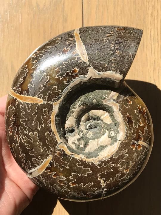 マダガスカル産　縫合線の浮き出るアンモナイト化石（プゾシア）大サイズ　稀少