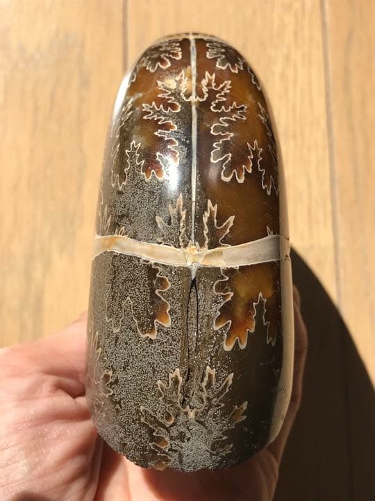マダガスカル産　縫合線の浮き出るアンモナイト化石（プゾシア）大サイズ　稀少