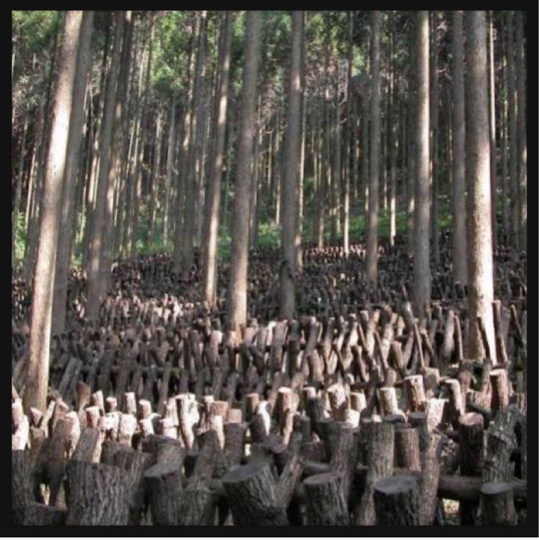 【産地直送】 乾燥椎茸　2kg 業務用　しいたけ　岩手県産　東北の味　お得