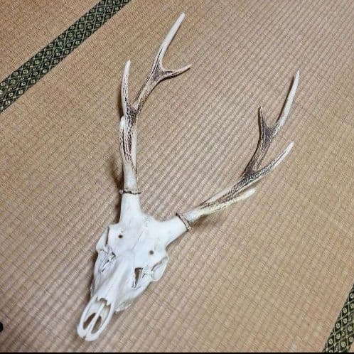 鹿の頭蓋骨ニホンシカ2本角壁掛け装飾
