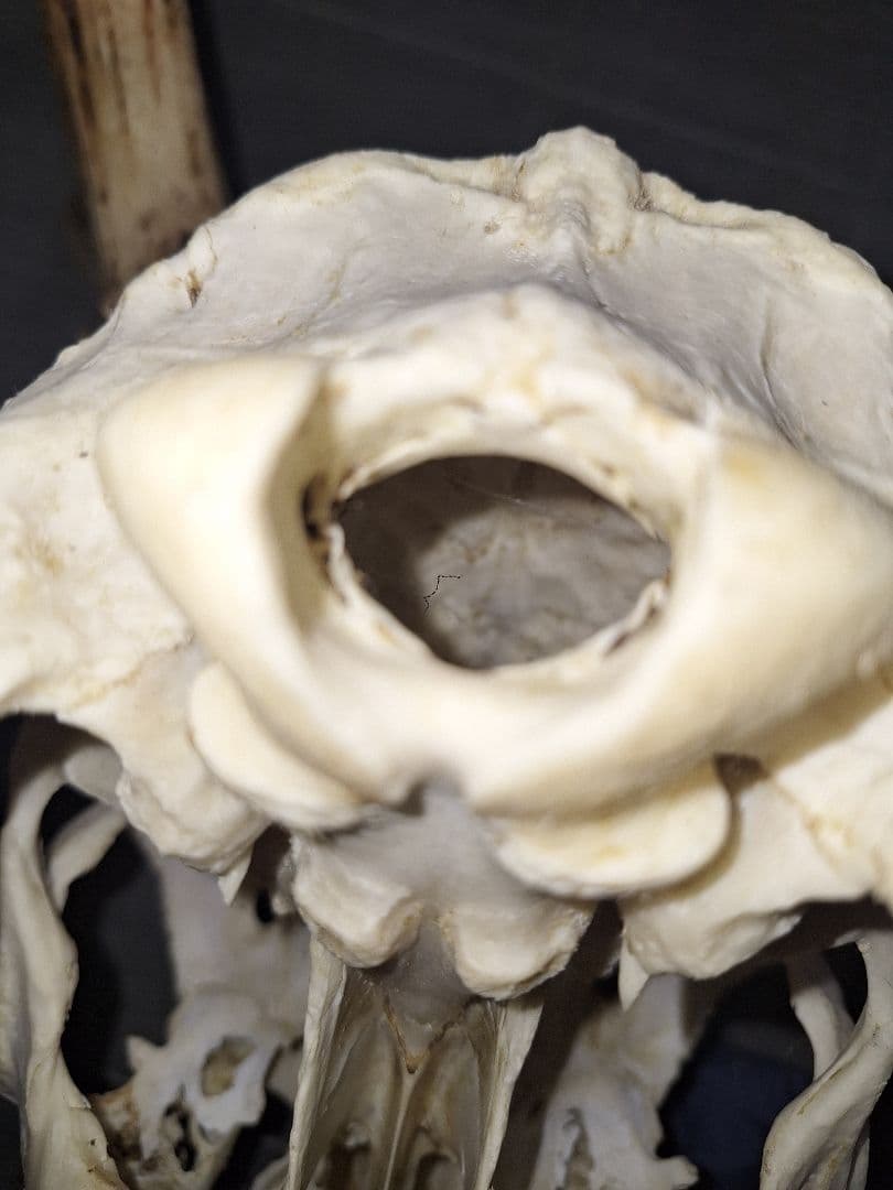 鹿の頭蓋骨ニホンシカ2本角壁掛け装飾