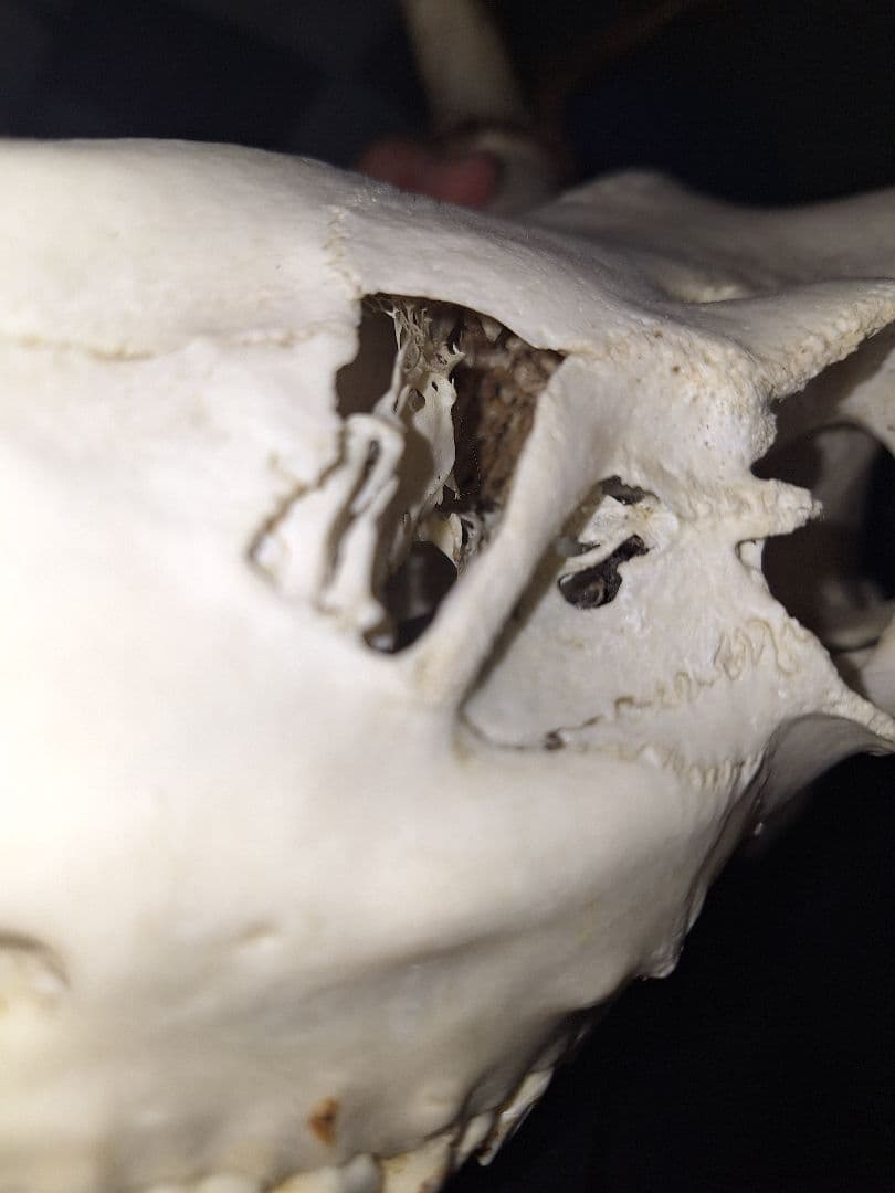 鹿の頭蓋骨ニホンシカ2本角壁掛け装飾