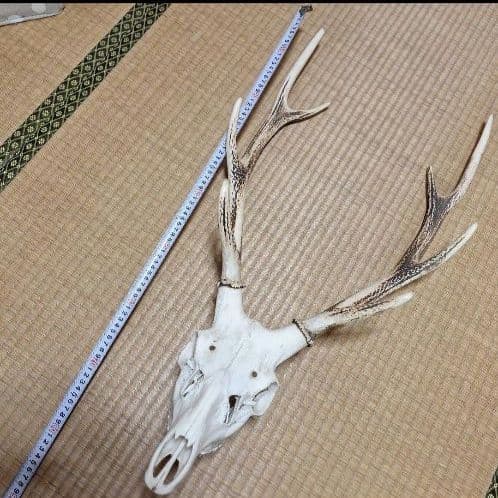 鹿の頭蓋骨ニホンシカ2本角壁掛け装飾