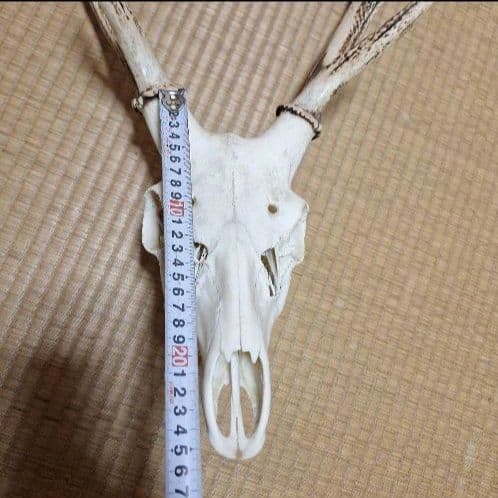 鹿の頭蓋骨ニホンシカ2本角壁掛け装飾