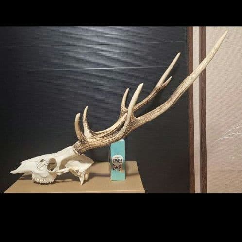 鹿の頭蓋骨ニホンシカ2本角壁掛け装飾