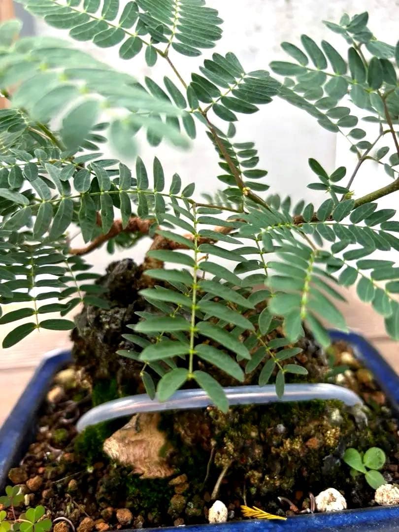 タカボーネムノキ　コーデックス　ゴツゴツ肌　レア　希少　塊根植物