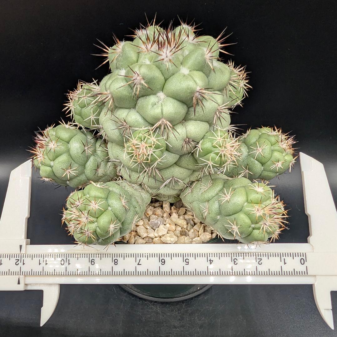 M*X様 オルテゴカクタス マクドガリー 国内実生 鉢植え メルカリ便送料込み