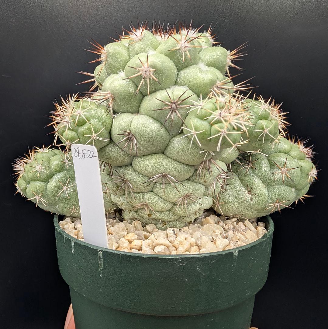 M*X様 オルテゴカクタス マクドガリー 国内実生 鉢植え メルカリ便送料込み