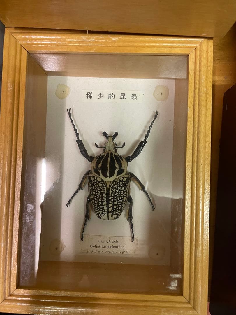 昆虫標本