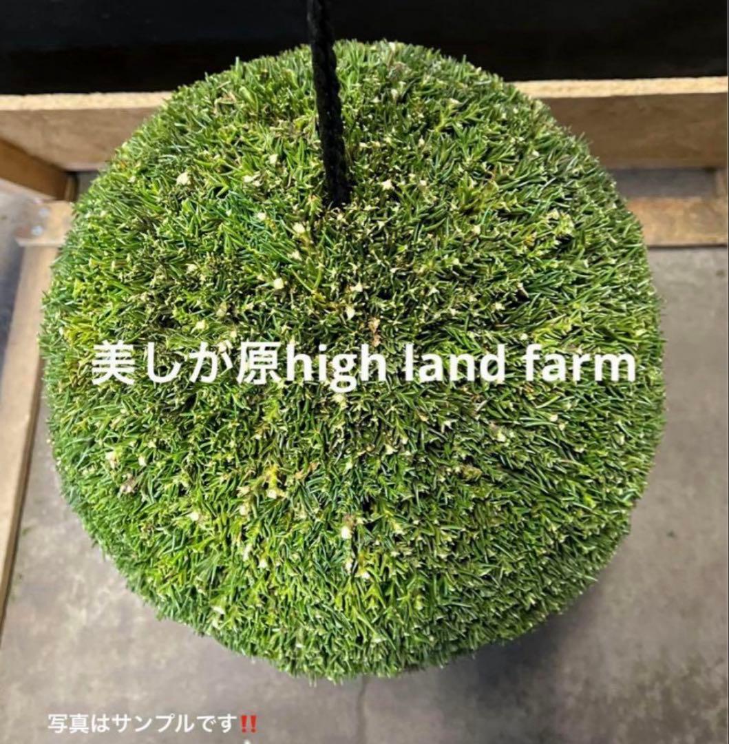 杉玉　約40センチ ‼️縁起物　丸くて幸せ　家族円満♪