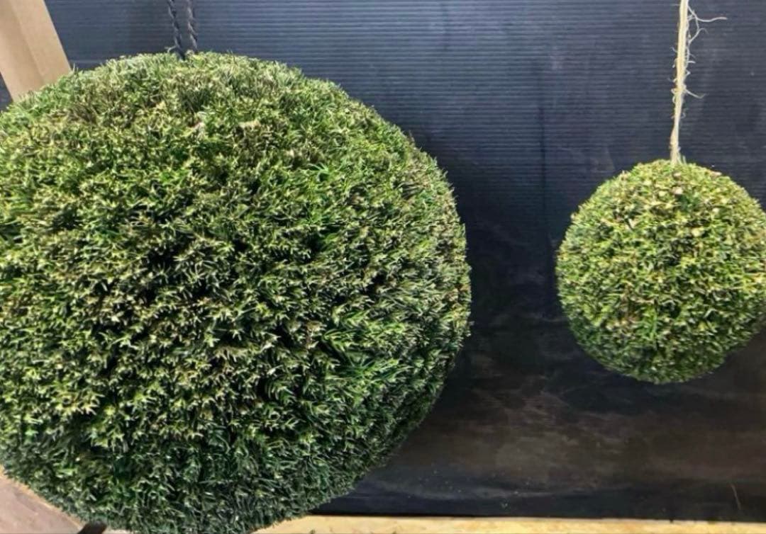 杉玉　約40センチ ‼️縁起物　丸くて幸せ　家族円満♪