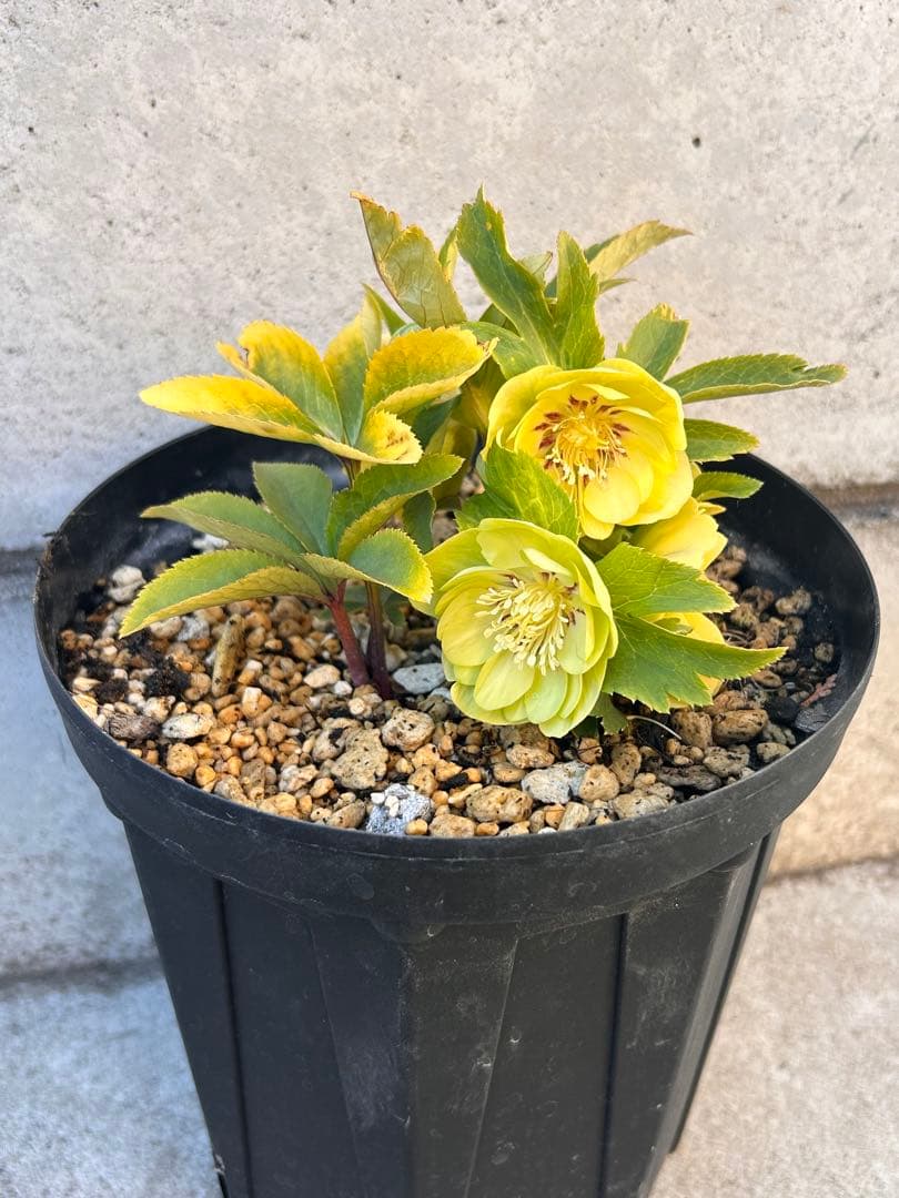 ddメロンゴールド系フラッシュ　クリスマスローズ