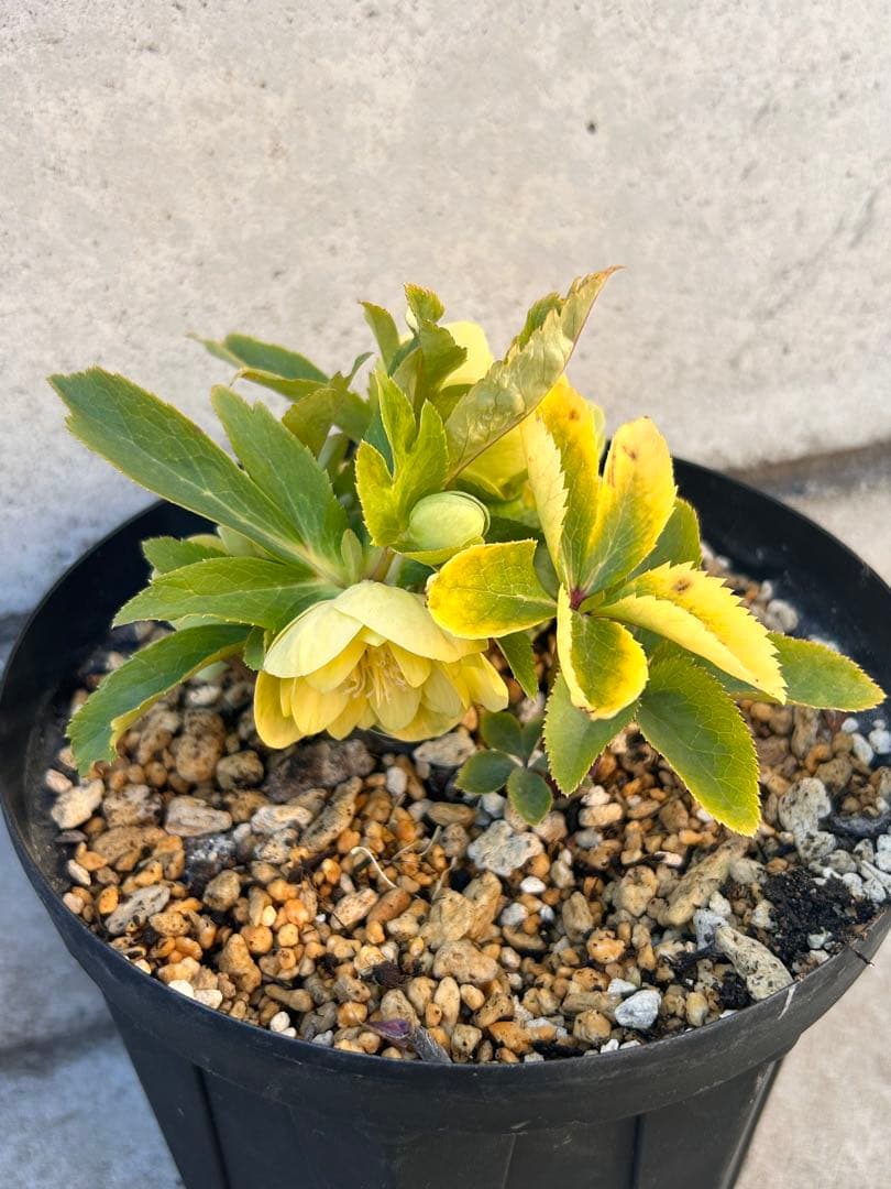 ddメロンゴールド系フラッシュ　クリスマスローズ