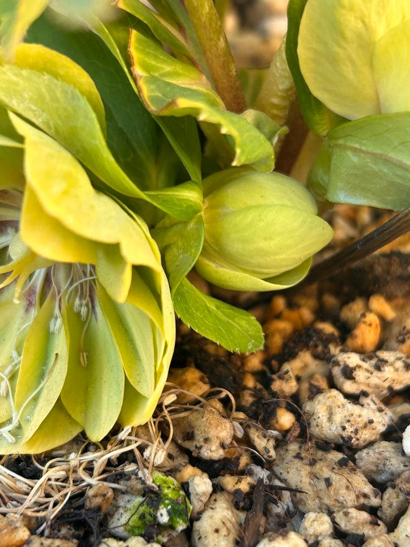 ddメロンゴールド系フラッシュ　クリスマスローズ