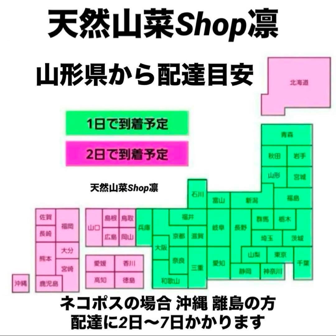 天然きのこ 松茸 国産 マツタケ まつたけ 大自然の凛さん採取その174