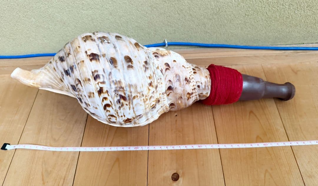お正月特別価格‼️特大修験道法螺貝46㎝　肉厚　山伏ホラガイ　ほら貝