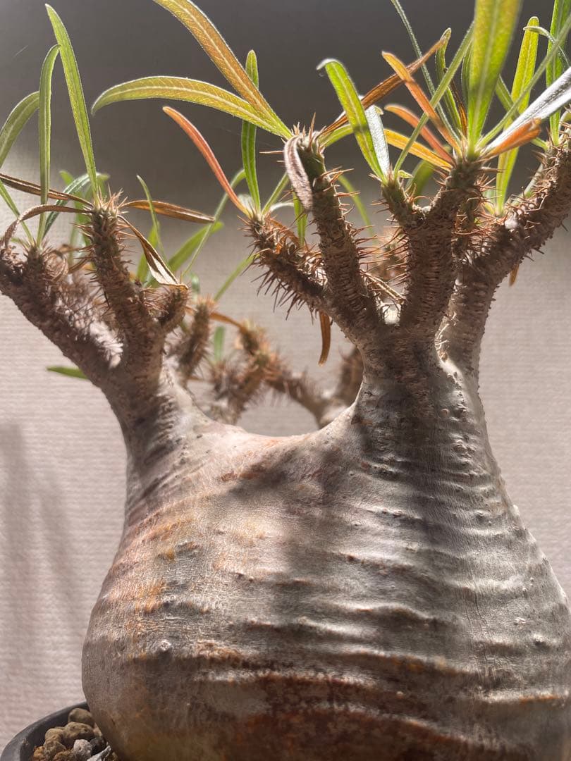 パキポディウム グラキリス × BOTANIZE（ コレクション2 ）