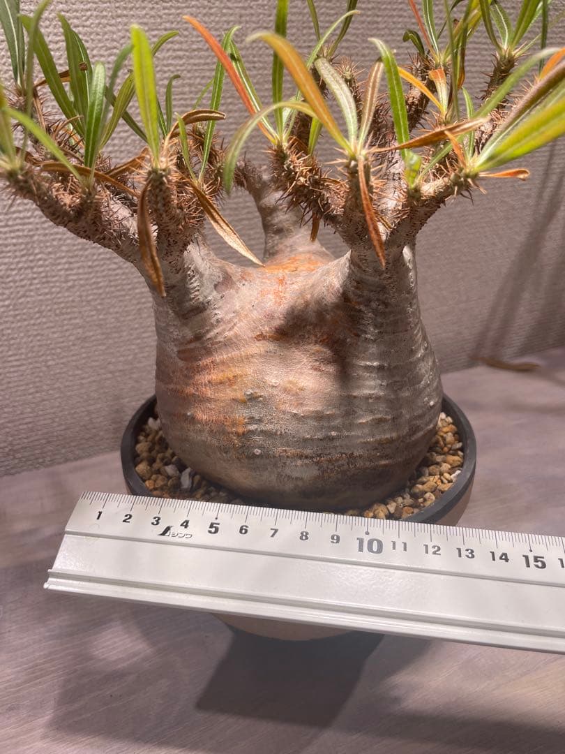 パキポディウム グラキリス × BOTANIZE（ コレクション2 ）