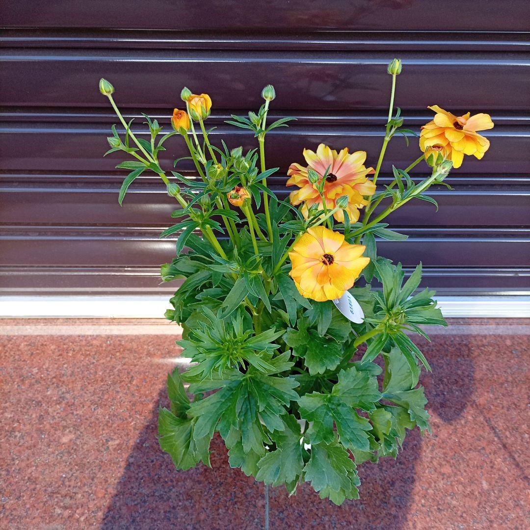 希少品種ラナンキュラスラックス ポスポロス 鉢花5号　50ｃｍ　現物発送