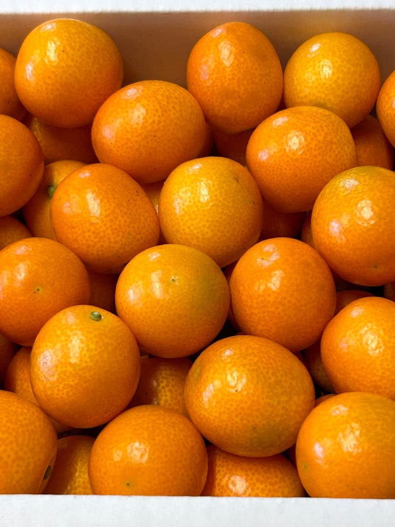 宮崎県産　ロジ金柑　箱込10キロ　2Lサイズ　b