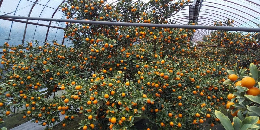 宮崎県産　ロジ金柑　箱込10キロ　2Lサイズ　b