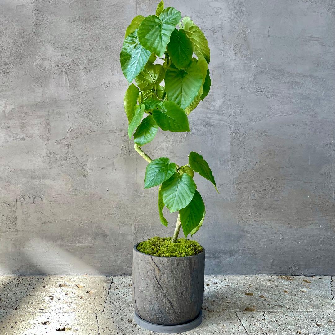 フィカス　ウンベラータ　螺旋　天然苔仕立て　陶器鉢　植え込み