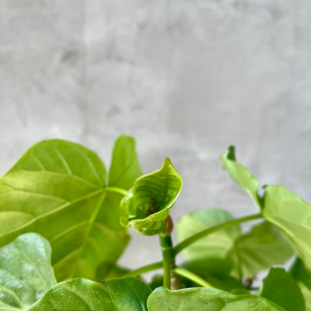 フィカス　ウンベラータ　螺旋　天然苔仕立て　陶器鉢　植え込み