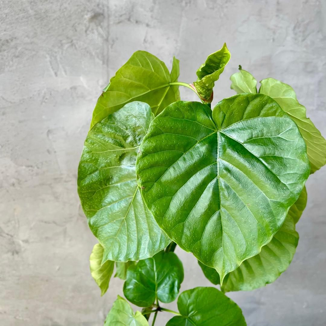 フィカス　ウンベラータ　螺旋　天然苔仕立て　陶器鉢　植え込み