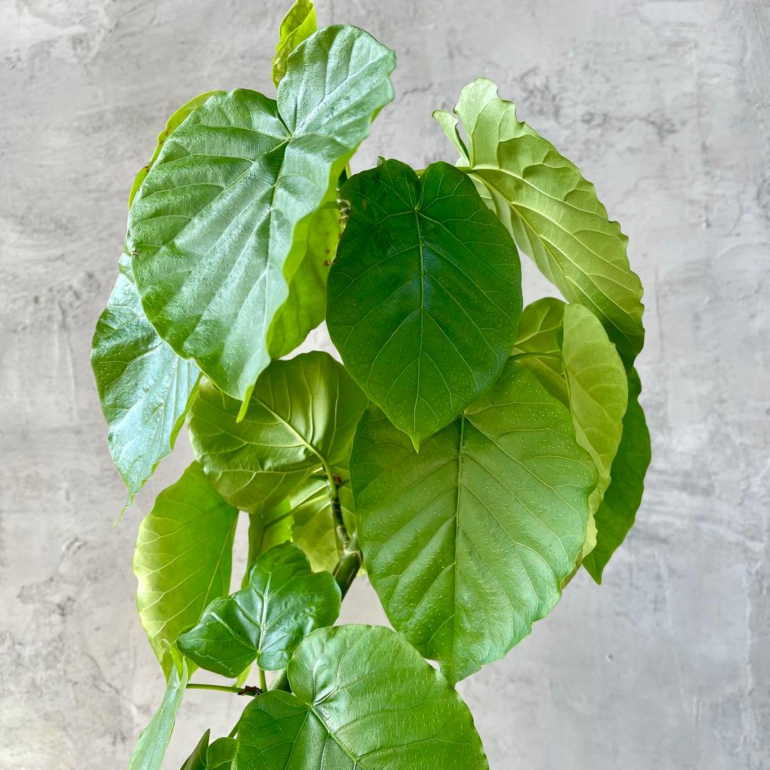 フィカス　ウンベラータ　螺旋　天然苔仕立て　陶器鉢　植え込み