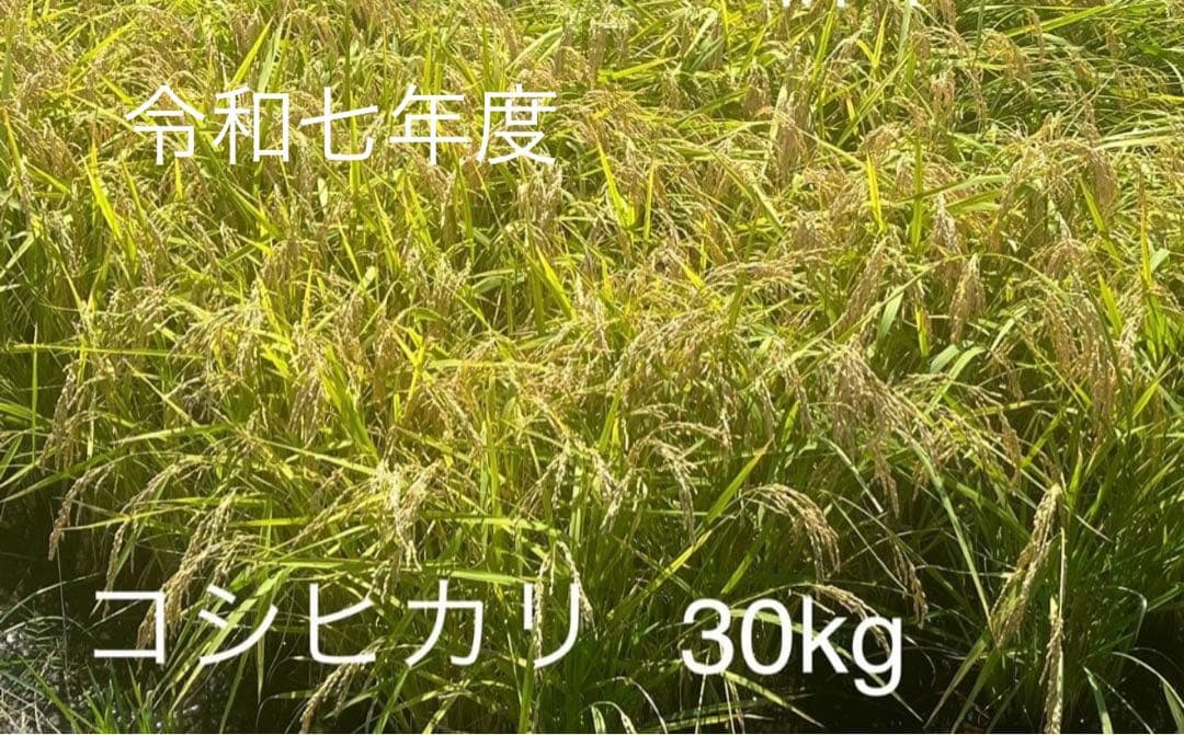令和七年度産米　コシヒカリ　30kg