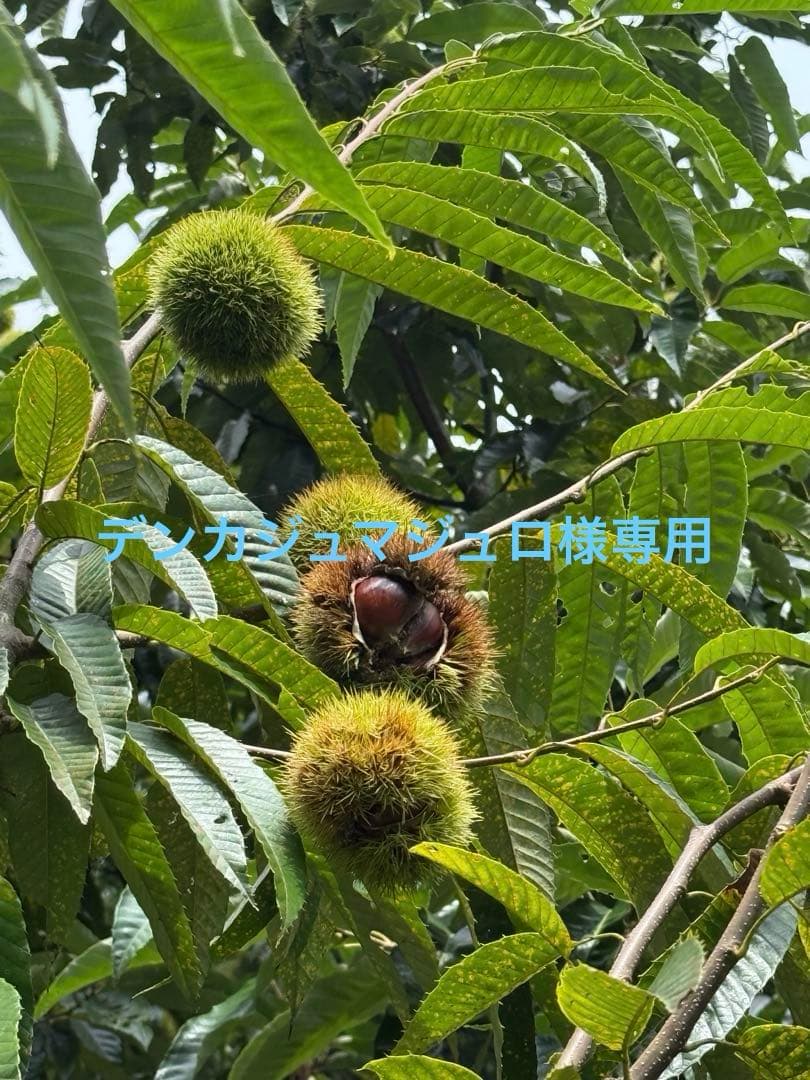 デンカジュマジュロ　11/10以降出品