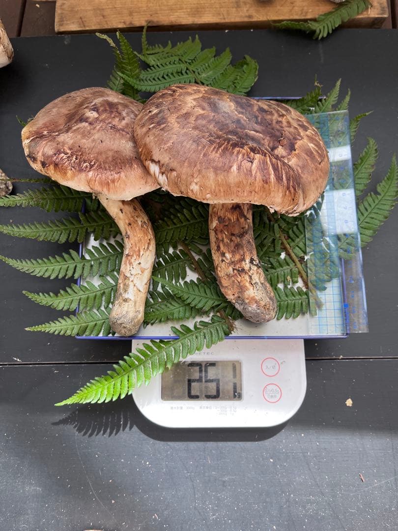 信州上伊那産　松茸⑤ 251g