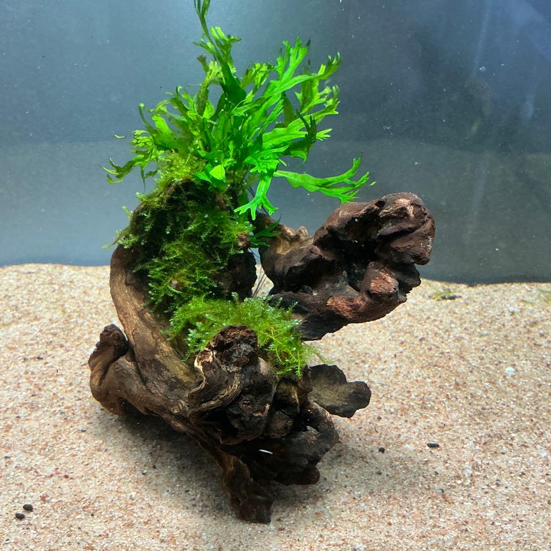 【速達】良型！ジャワモス活着キリンミニ20cmと南米モスミクロ17cm