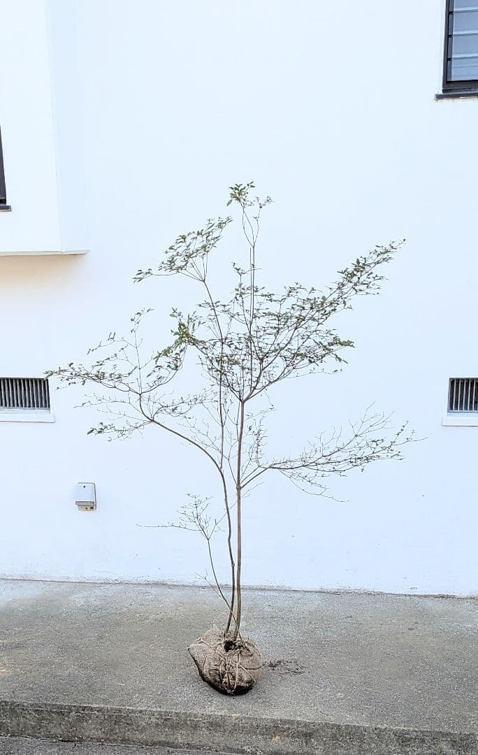 鮮美透涼。山採りヤマツツジ。