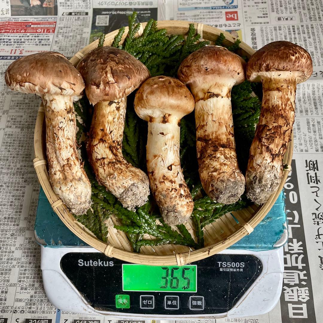 天然きのこ 松茸 国産 良品‼️ マツタケ まつたけ 森の凛さん採取 その149