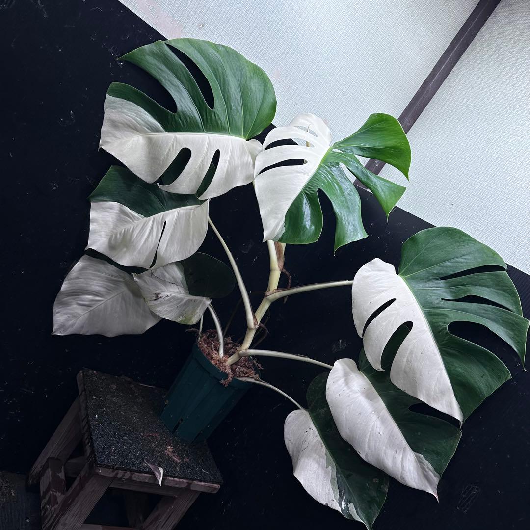 万*e様 モンステラ斑入りハーフムーンホワイトタイガー極美斑入り73cmレア