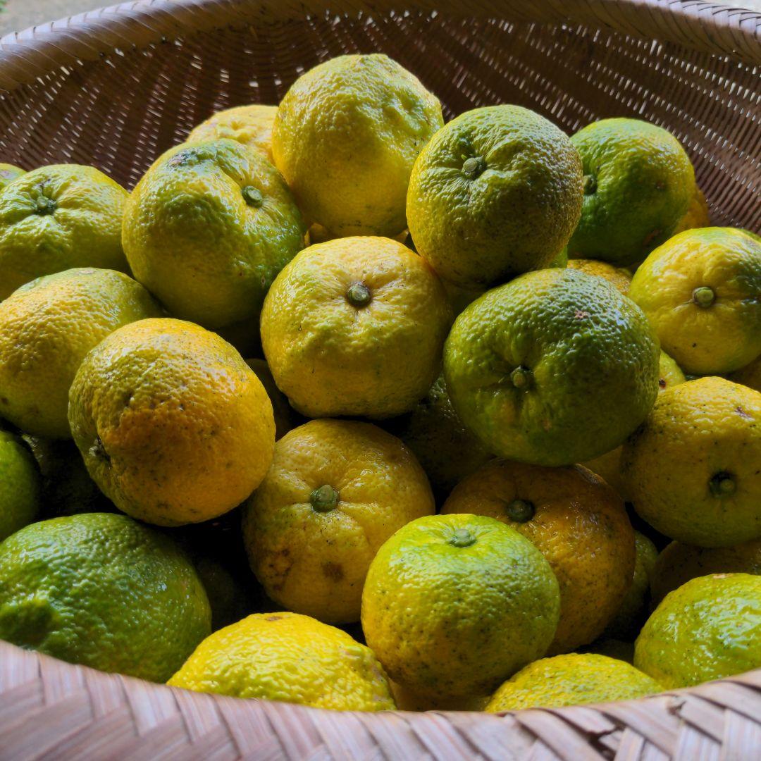 ゆず２０kg。鍋料理、ポン酢、柚子胡椒、うどん、そば、おでん、柚子味噌、ジャム