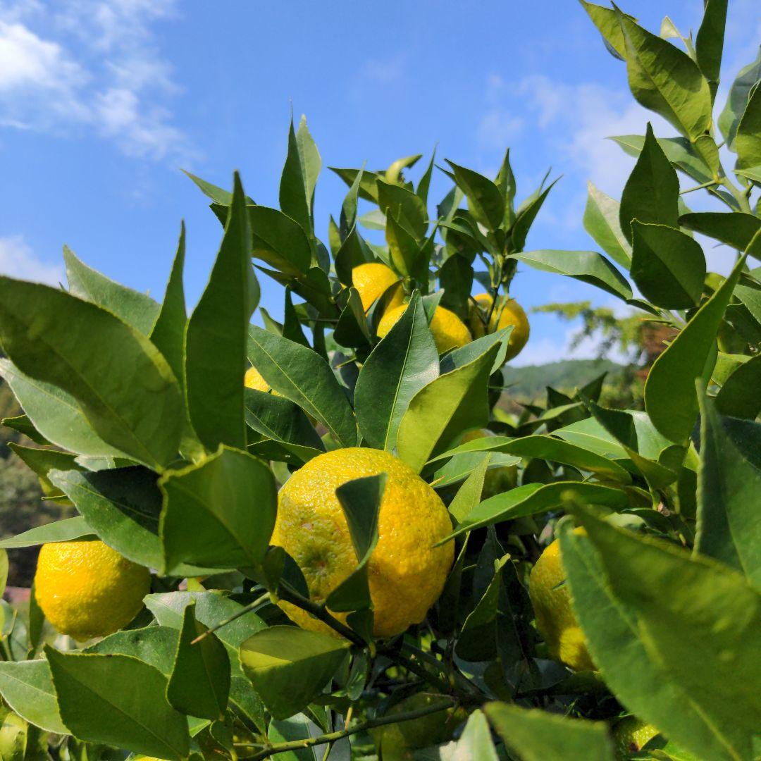 ゆず２０kg。鍋料理、ポン酢、柚子胡椒、うどん、そば、おでん、柚子味噌、ジャム