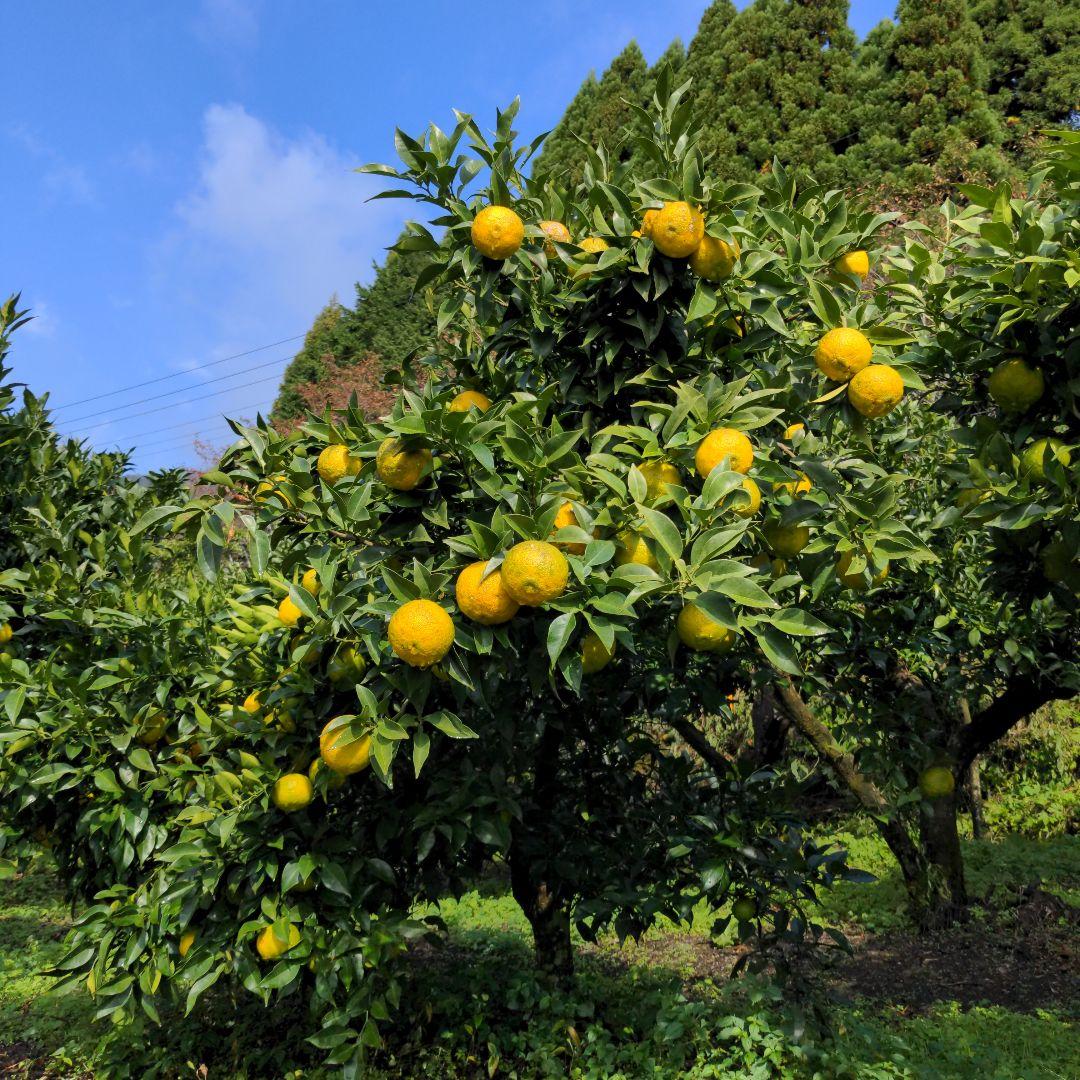 ゆず２０kg。鍋料理、ポン酢、柚子胡椒、うどん、そば、おでん、柚子味噌、ジャム
