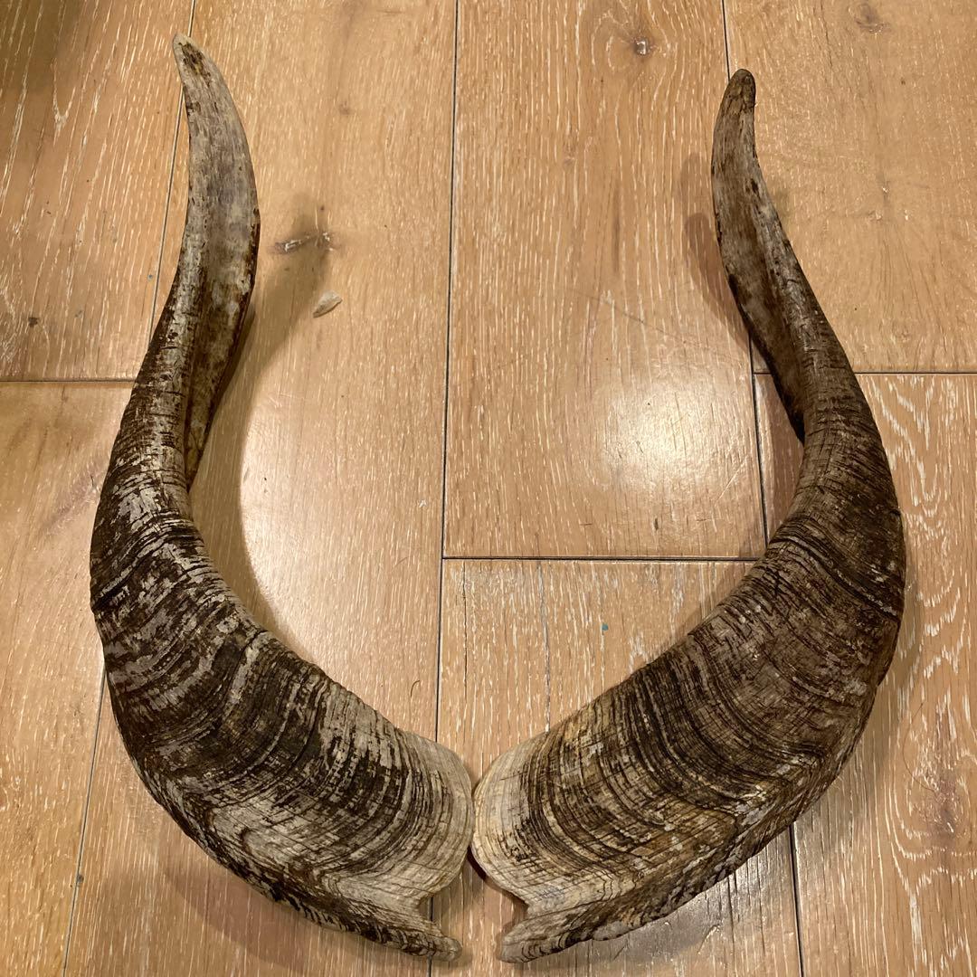 天然素材 山羊の角