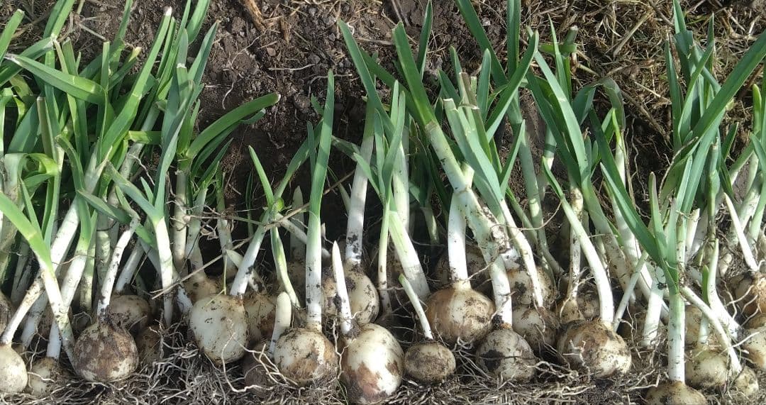 ジャンボにんにくの苗 200本
