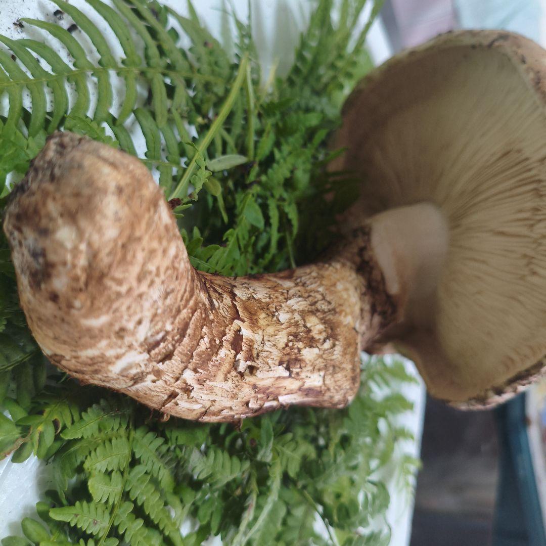 岩手県産 松茸 朝採れ 450ｇ超え！送料込